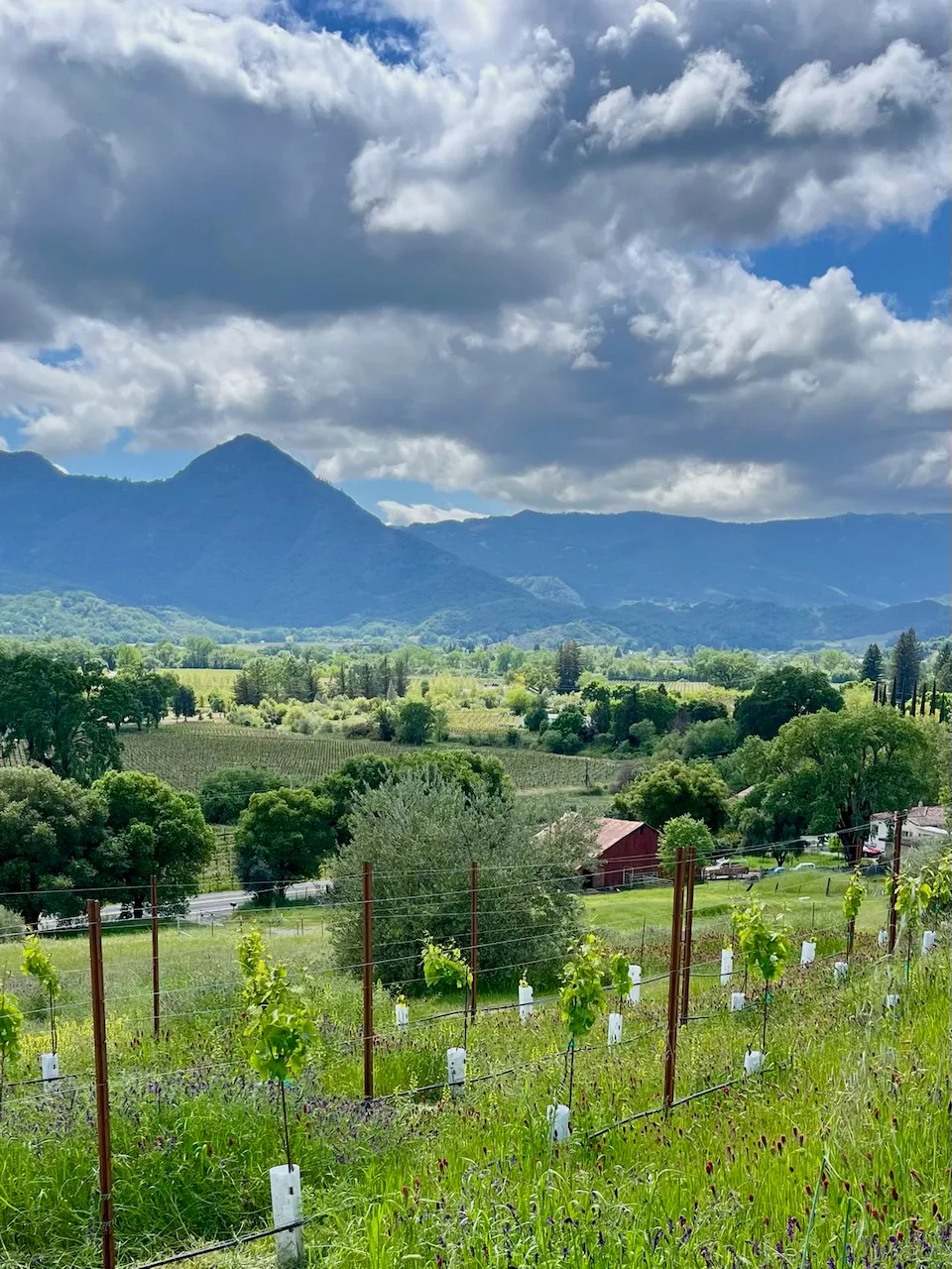 Vineyard rows and lavender with Duncan Peak beyond in spring