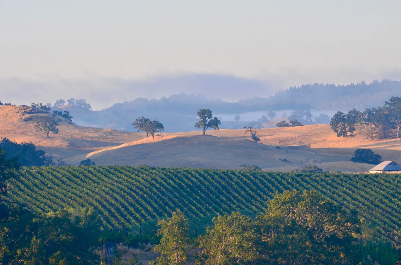 Golden hills, oak trees and vineyard rows in the morning light at Arinesa Estate