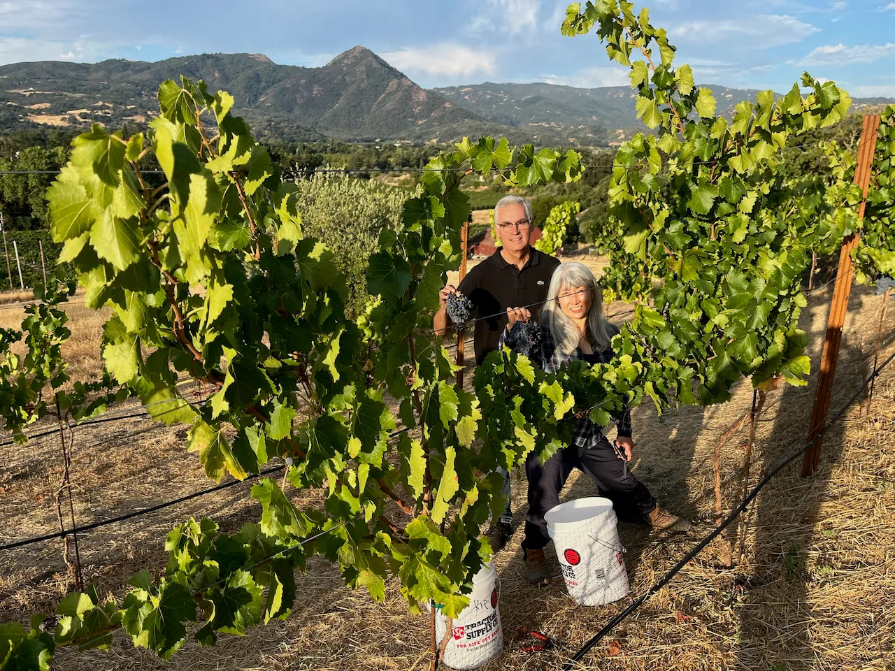 In the vineyard at first harvest