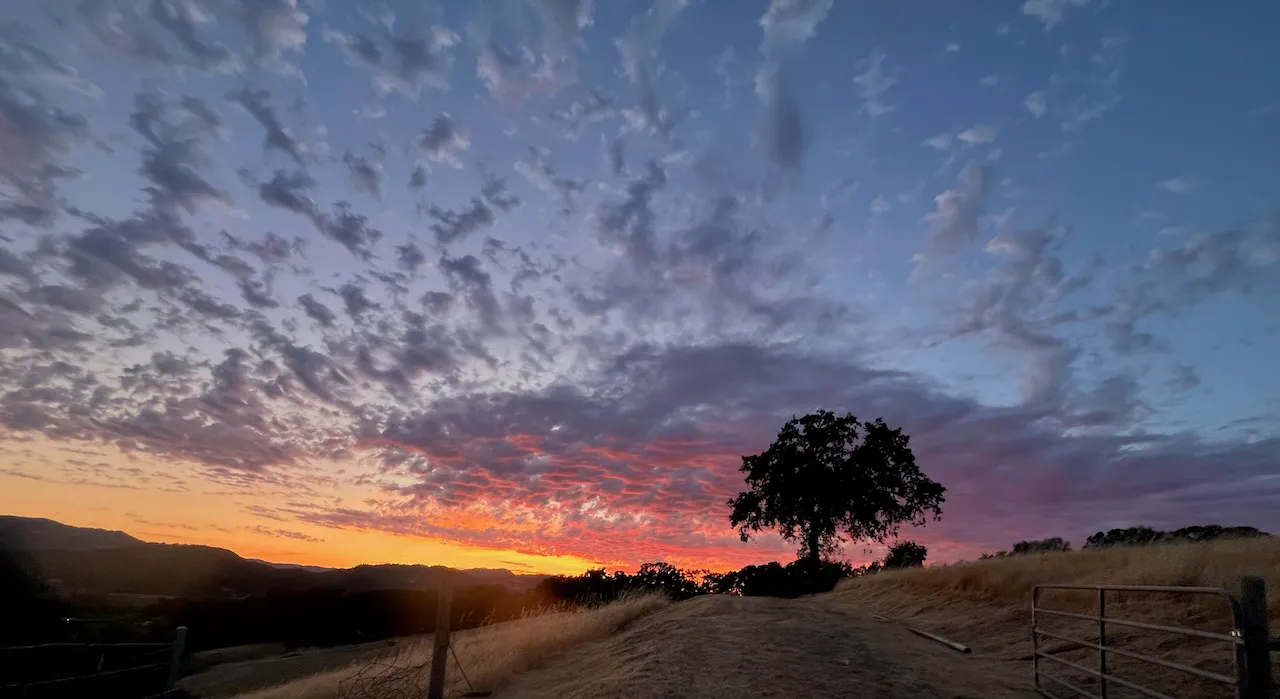 A lone oak silhouetted against a fiery sunset over the hills